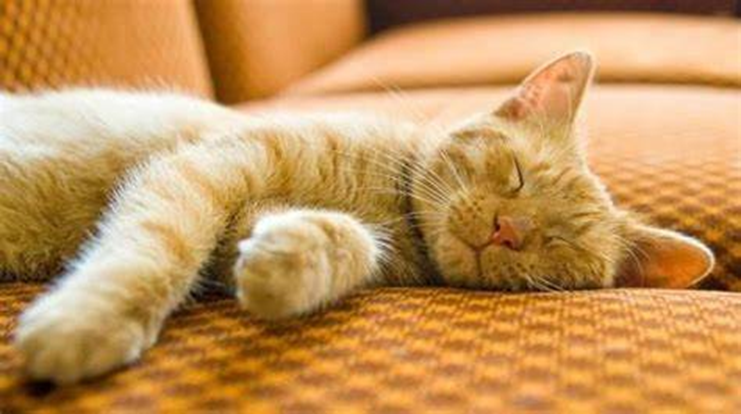 Chat Annick